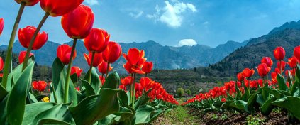 Kent Travel Agency